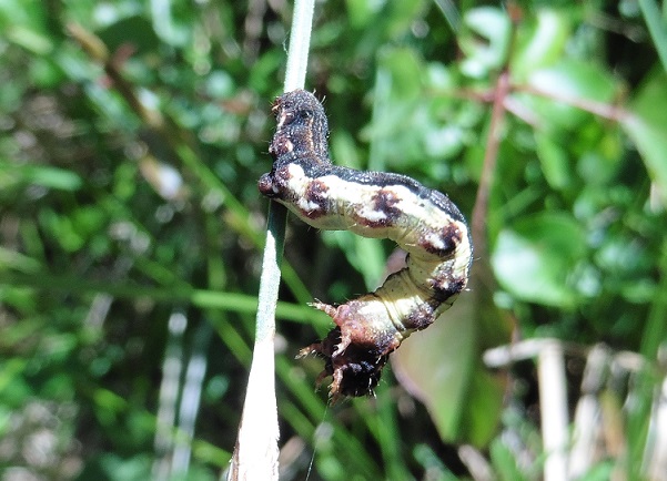 Bruco da ID (Geometridae) - Erannis defoliaria